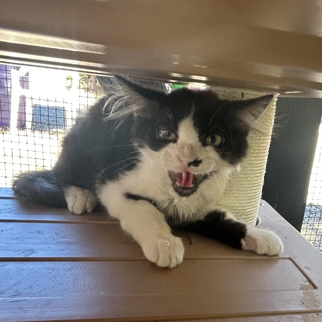 Enlarge Hallux, a Adoptable Domestic Short Hair in Veneta, OR image 1/3