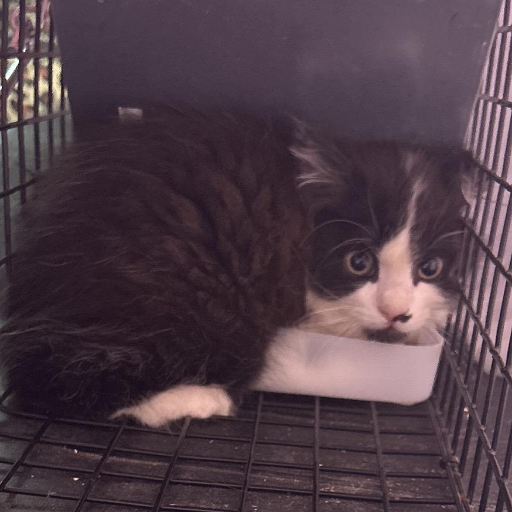 Enlarge Hallux, a Adoptable Domestic Short Hair in Veneta, OR image 2/3