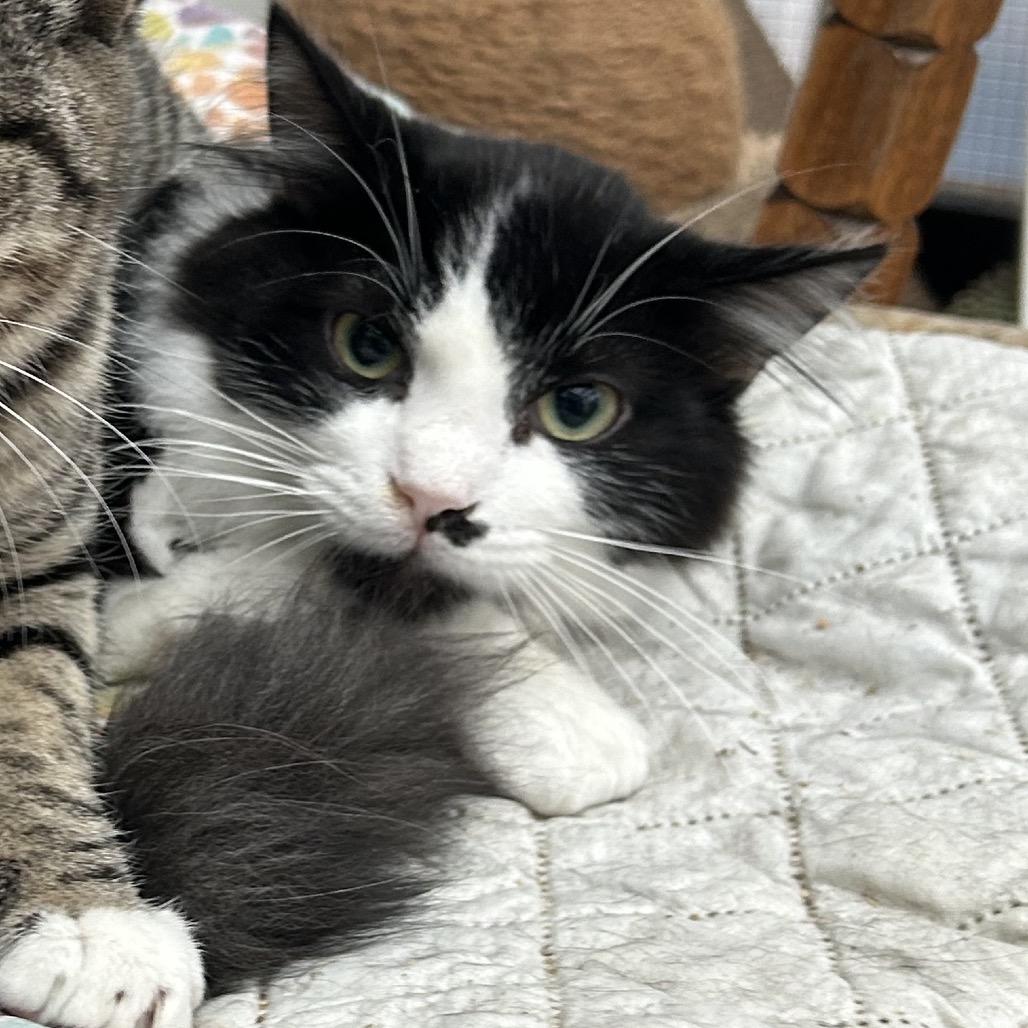 Enlarge Hallux, a Adoptable Domestic Short Hair in Veneta, OR image 3/3