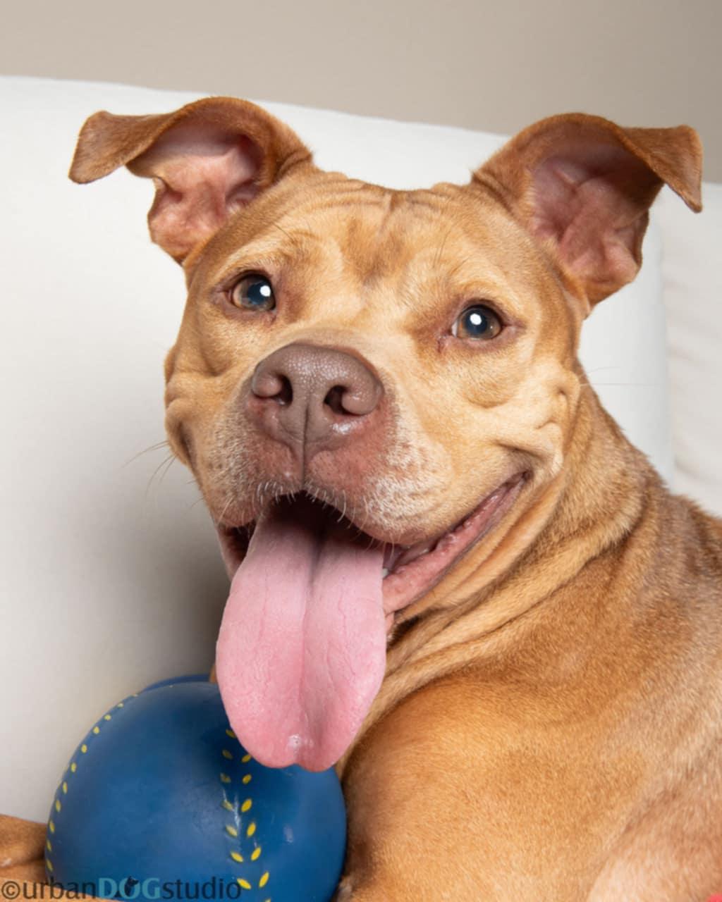 Canela - F, Adoptable, Young Female American Bulldog & Pit Bull Terrier.