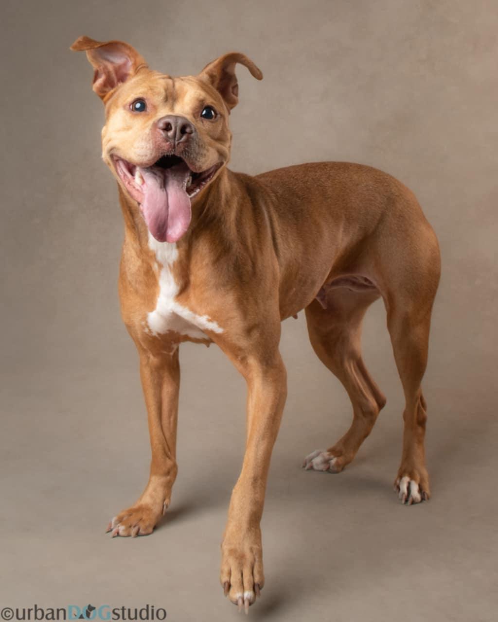 Canela - F, a Adoptable mixed breed in Tampa, FL image 2/3