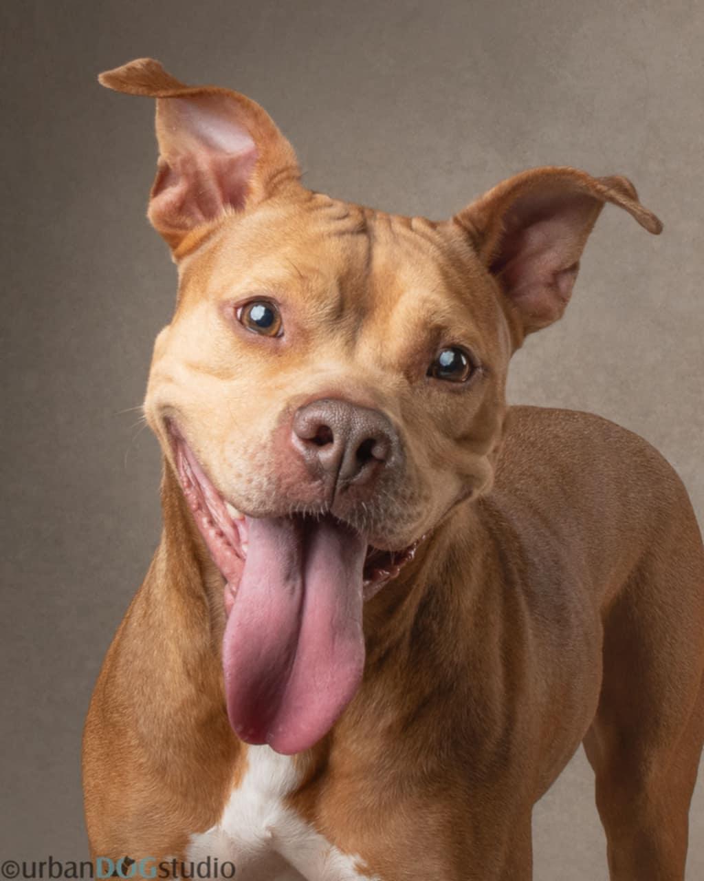 Canela - F, a Adoptable mixed breed in Tampa, FL image 3/3