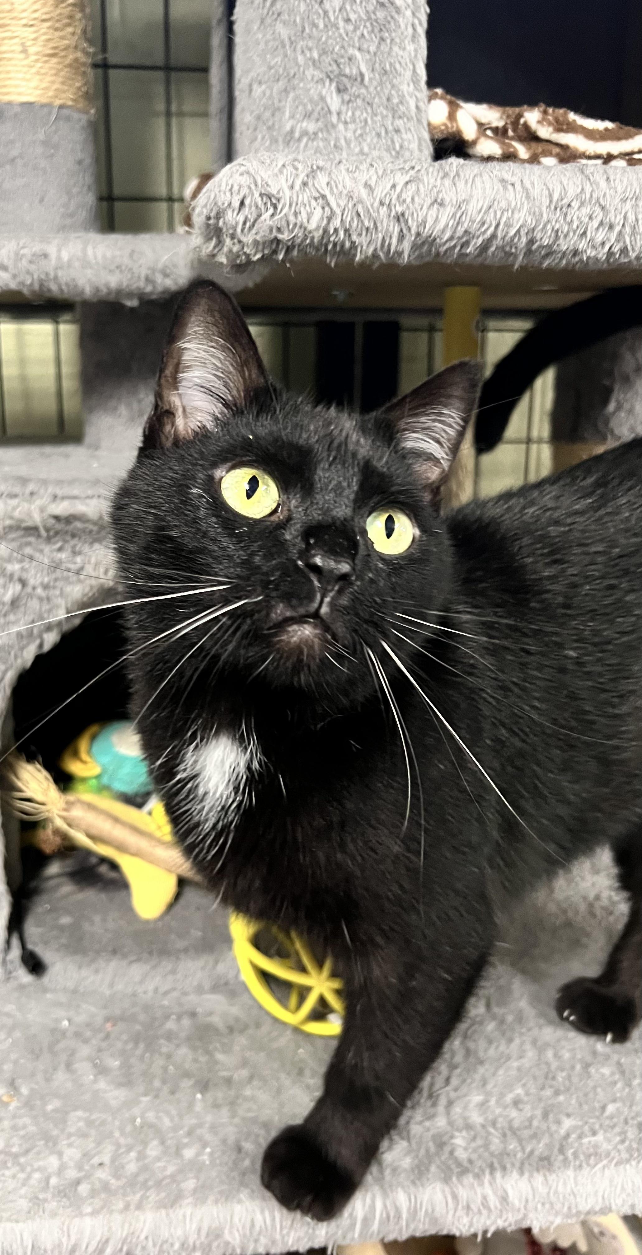 Shadow, Adoptable, Adult Female Domestic Short Hair.