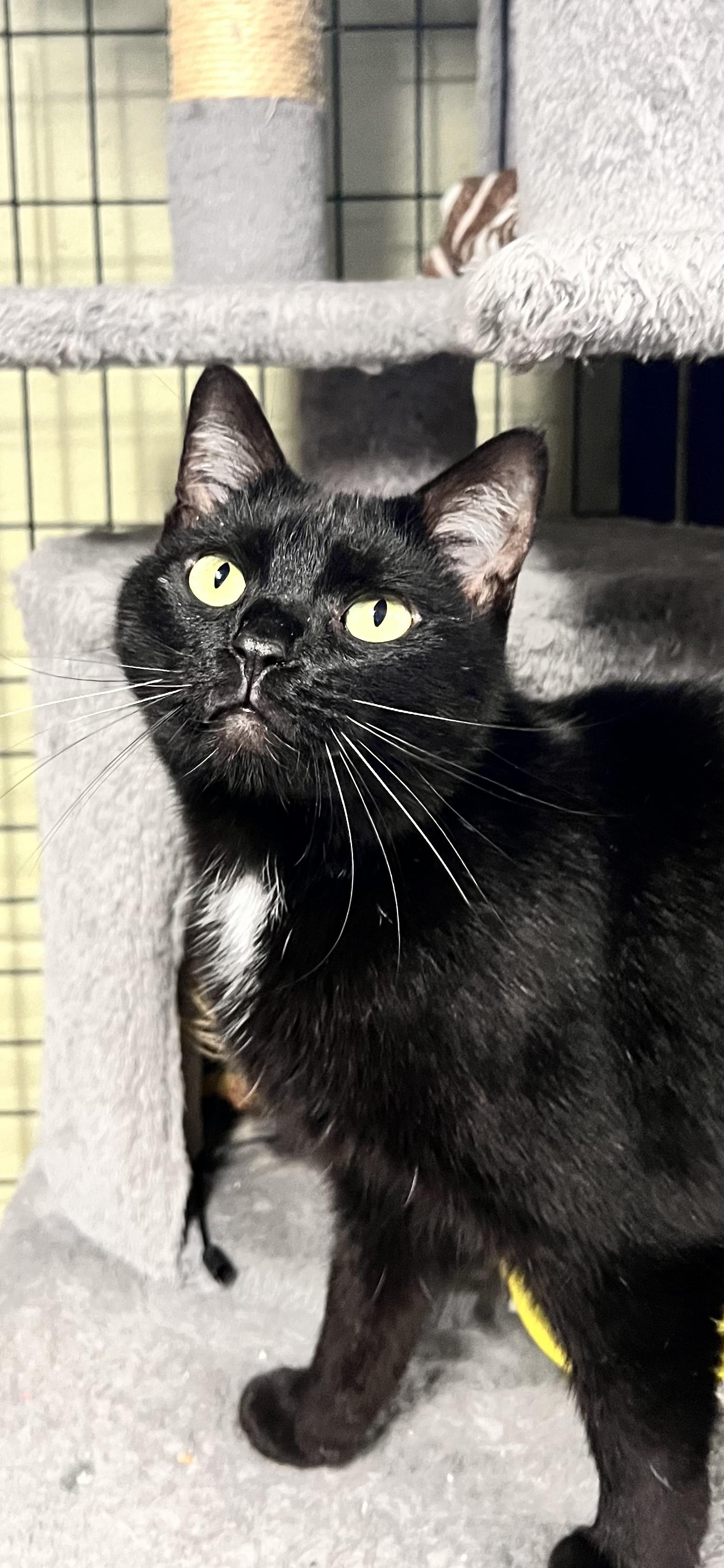 Enlarge Shadow, a Adoptable Domestic Short Hair in Holland, MI image 2/2