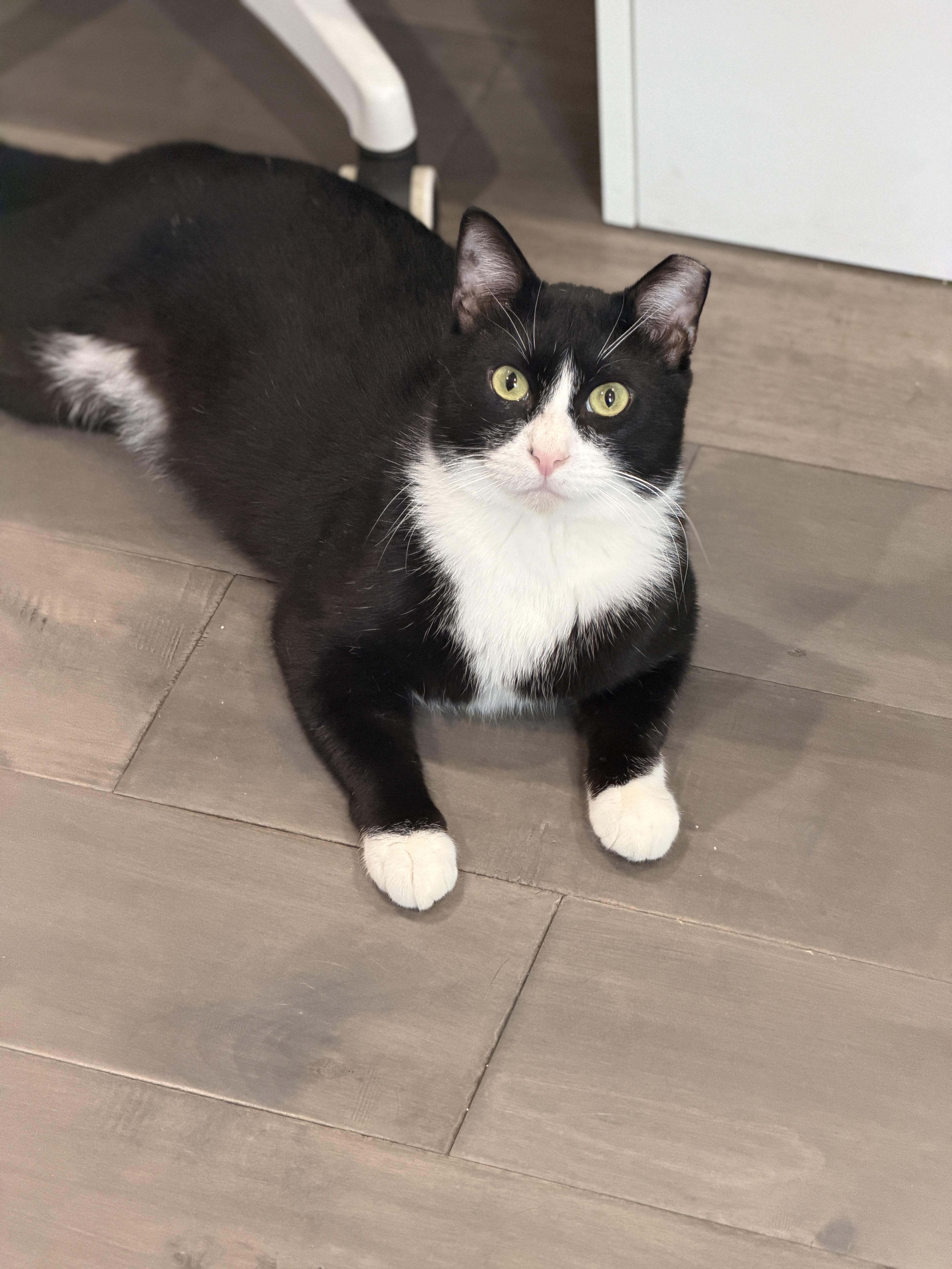 Enlarge Seymour, a Adoptable Domestic Short Hair in Houston, TX image 1/1