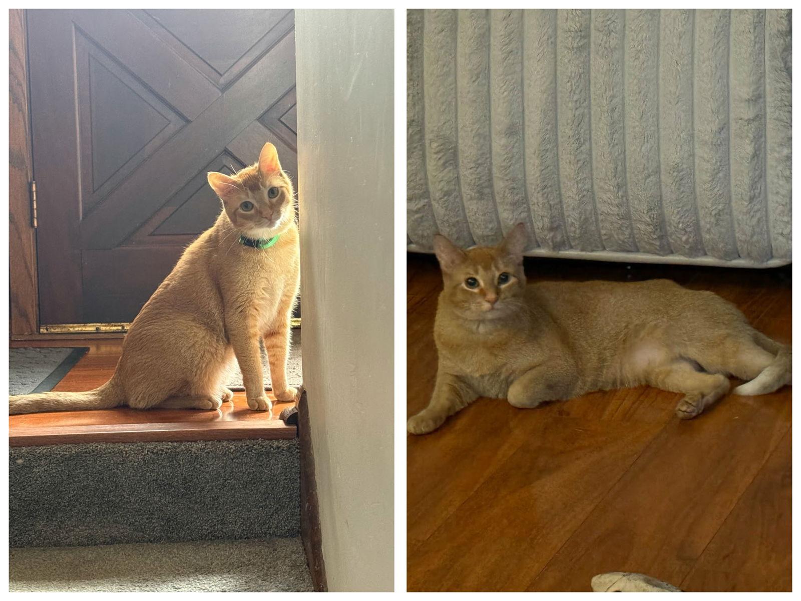 Enlarge Skittles & Twix, a Adoptable Domestic Short Hair in Crystal, MN image 1/2