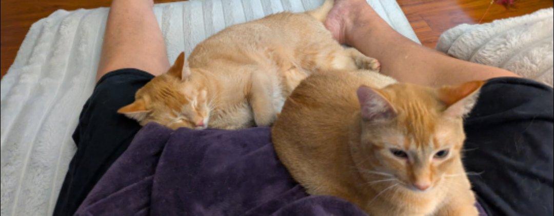 Enlarge Skittles & Twix, a Adoptable Domestic Short Hair in Crystal, MN image 2/2