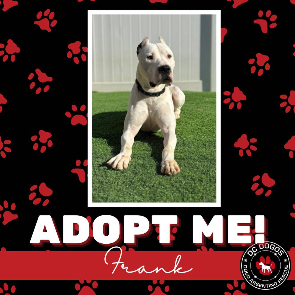 Enlarge Frank, a ADOPTABLE Dogo Argentino in Pittsburgh, PA image 2/2
