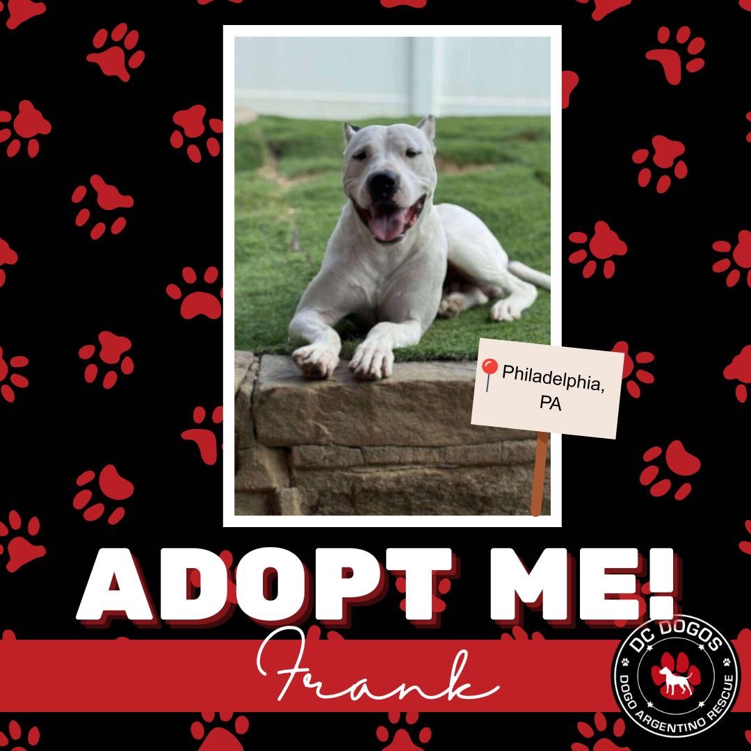 Enlarge Frank, a ADOPTABLE Dogo Argentino in Pittsburgh, PA image 1/2