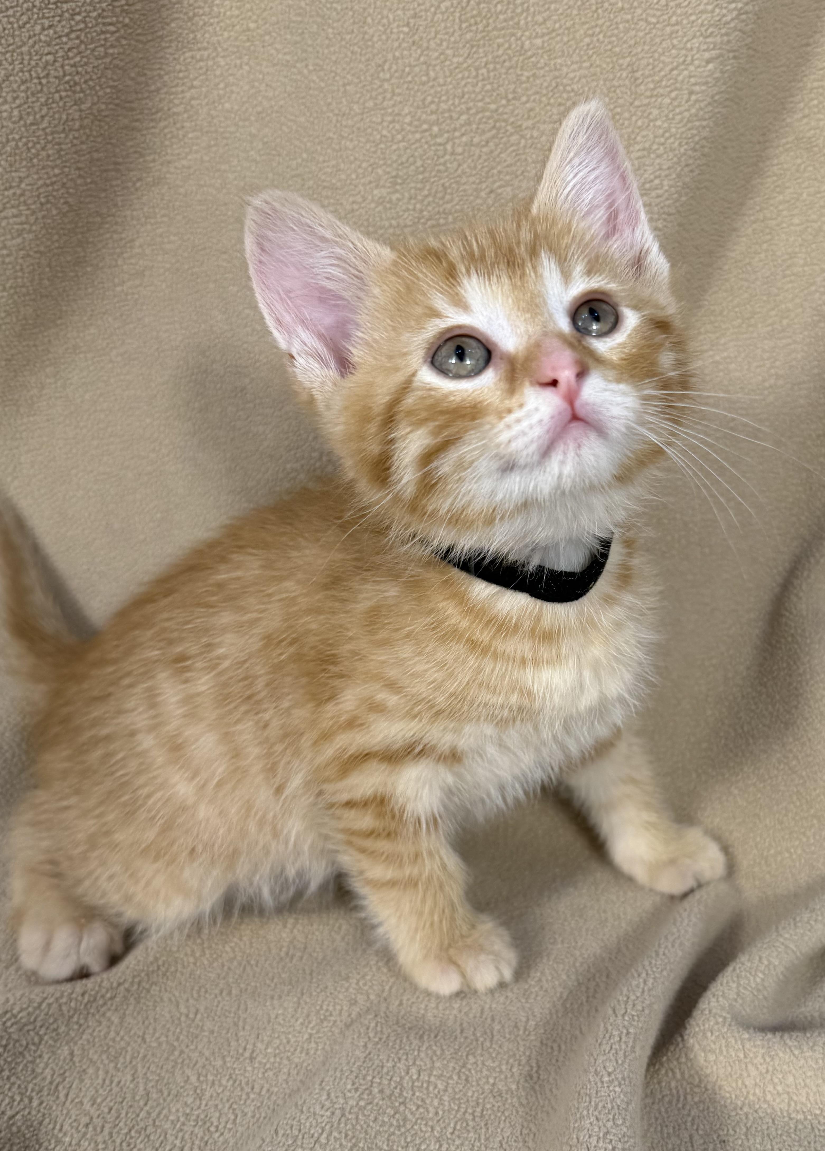 Enlarge Biscotti, a ADOPTABLE Domestic Short Hair in Minneapolis, MN image 1/5