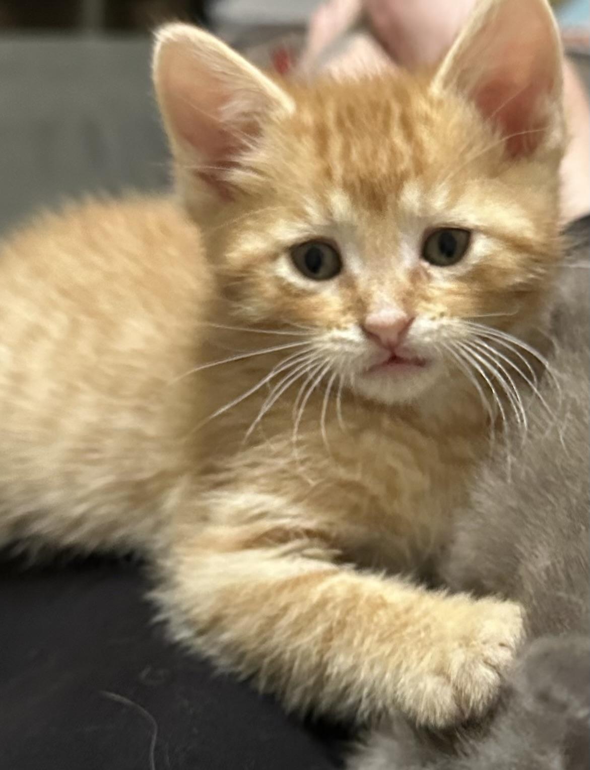 Enlarge Biscotti, a ADOPTABLE Domestic Short Hair in Minneapolis, MN image 4/5