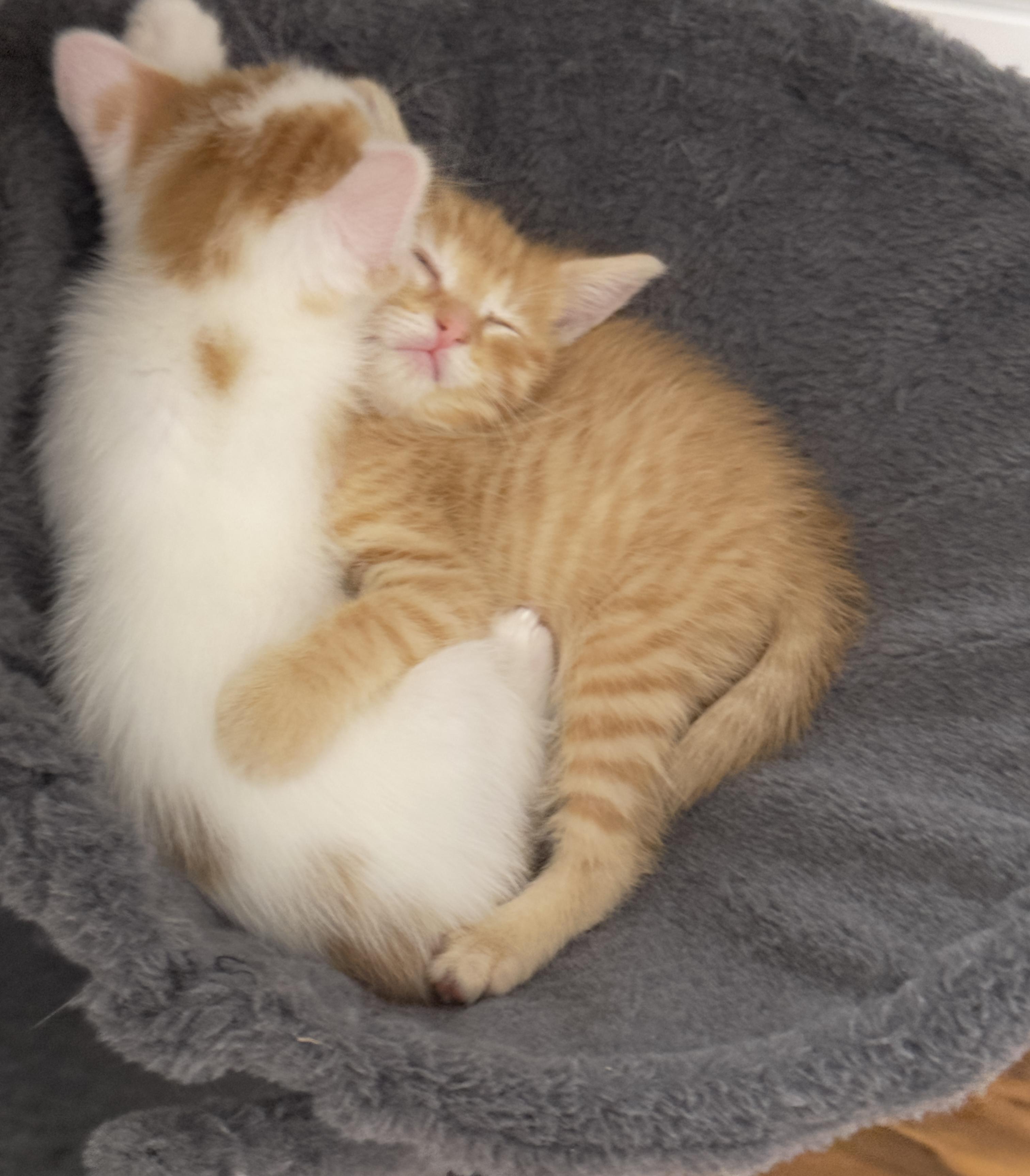 Enlarge Biscotti, a ADOPTABLE Domestic Short Hair in Minneapolis, MN image 5/5