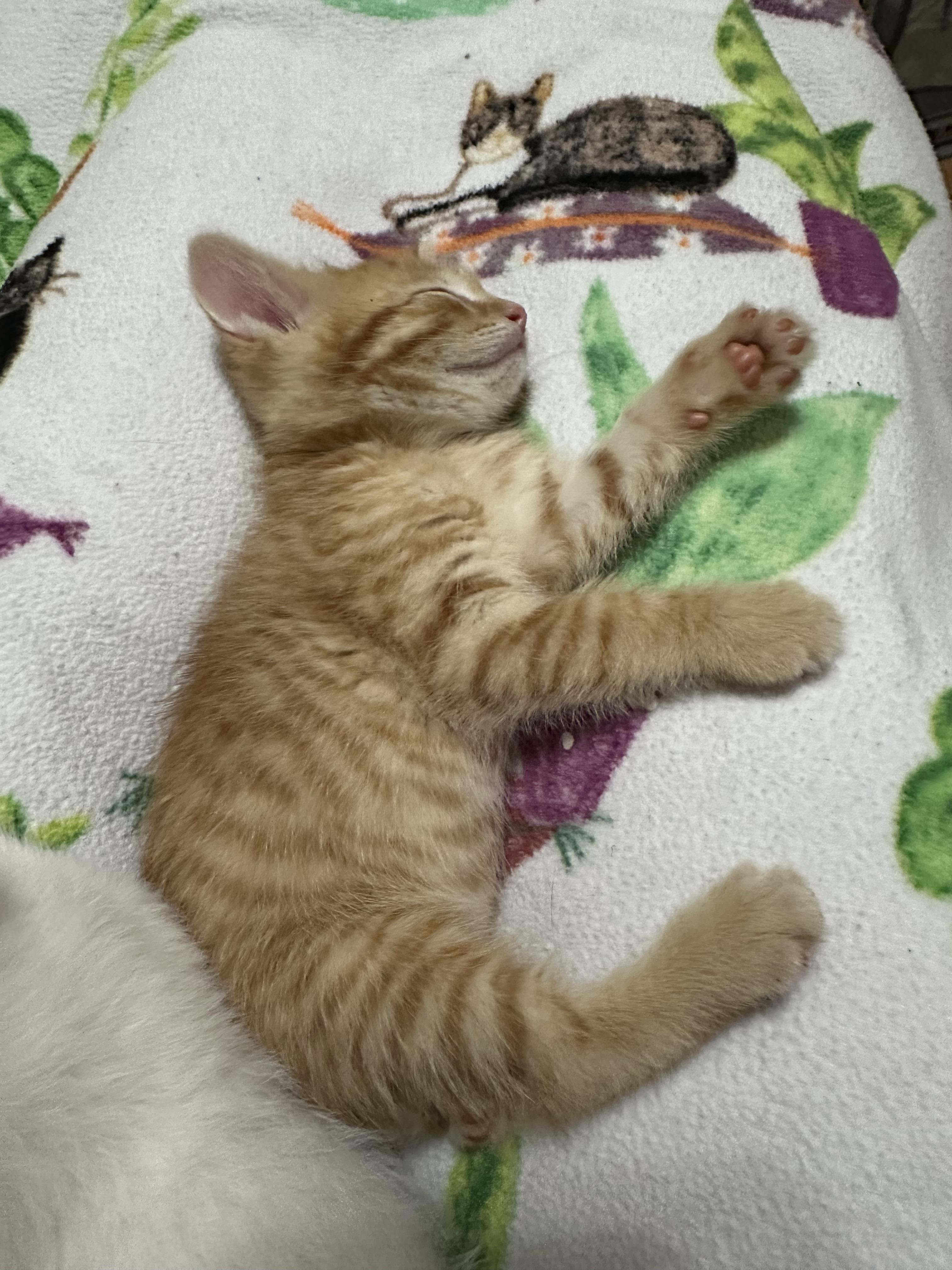 Enlarge Biscotti, a ADOPTABLE Domestic Short Hair in Minneapolis, MN image 2/5