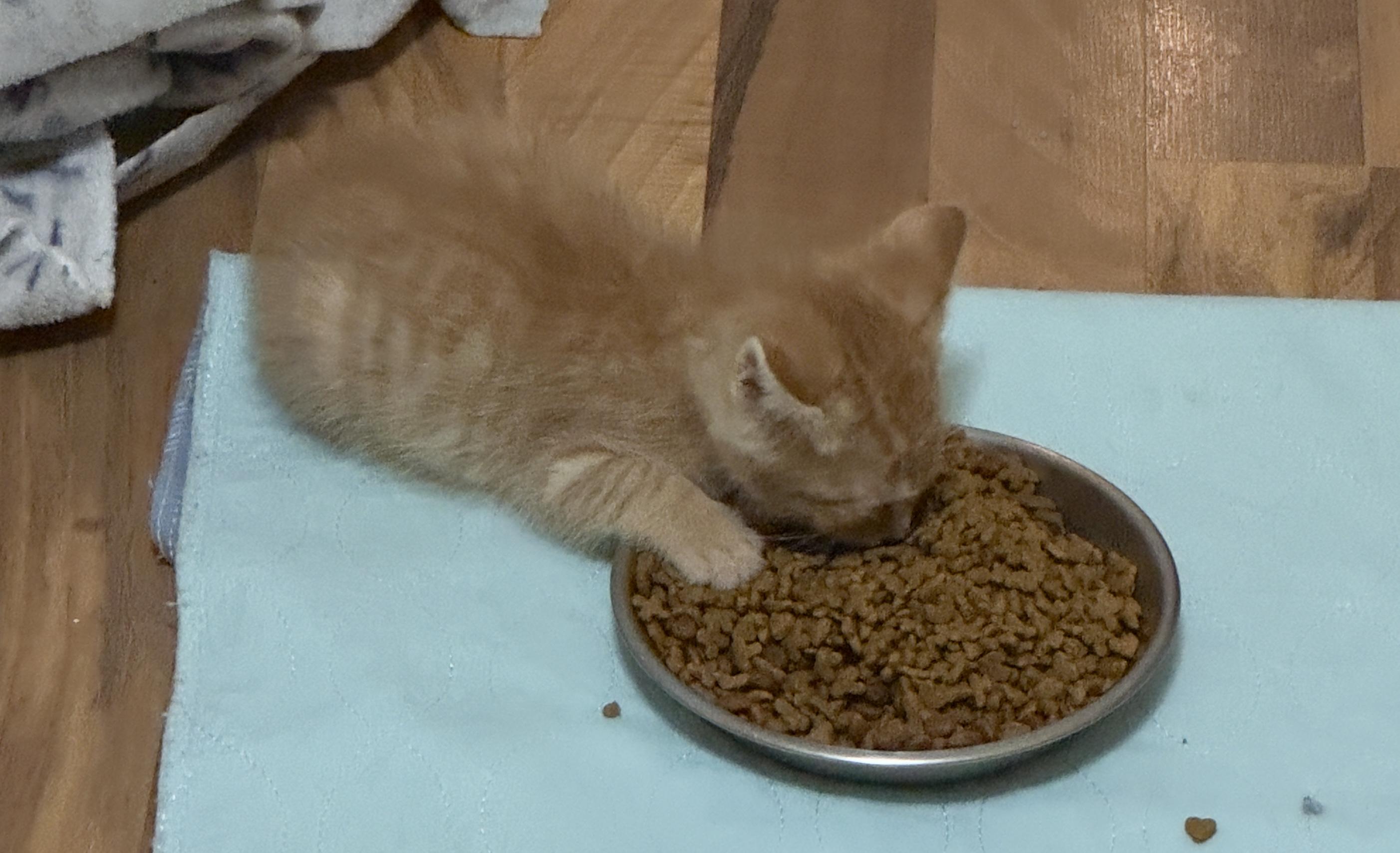 Enlarge Biscotti, a ADOPTABLE Domestic Short Hair in Minneapolis, MN image 3/5