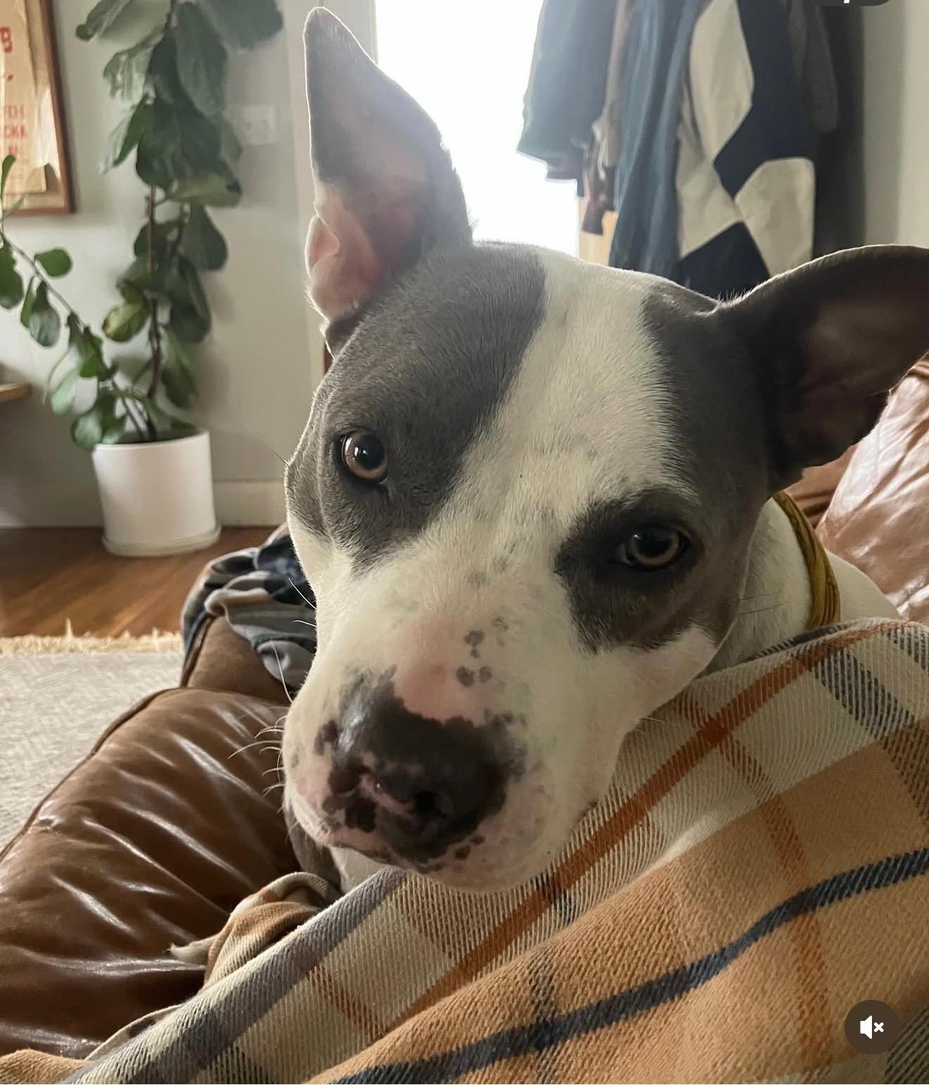 Willow, a Adoptable mixed breed in Thousand Oaks, CA image 3/4