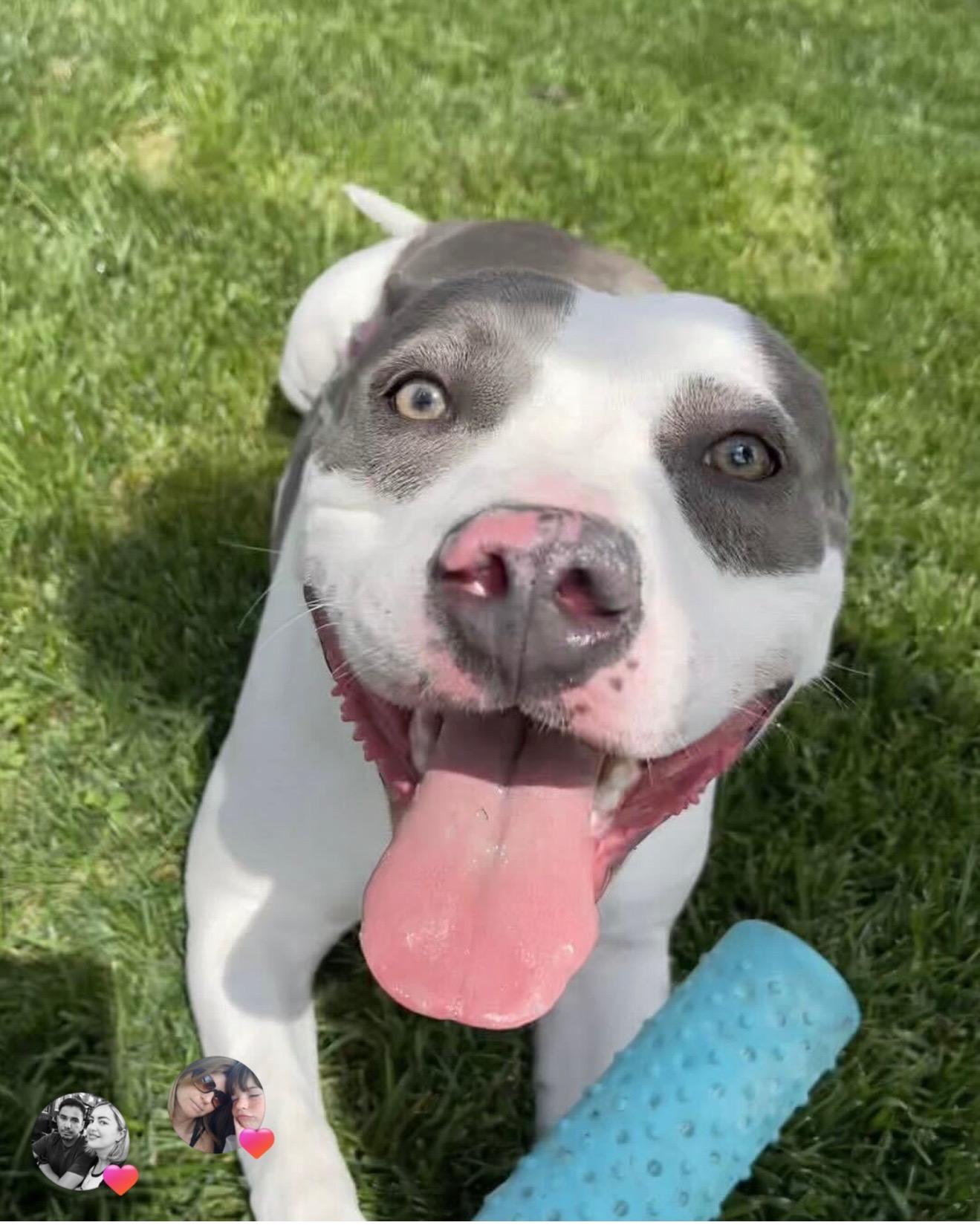 Willow, a Adoptable mixed breed in Thousand Oaks, CA image 2/4