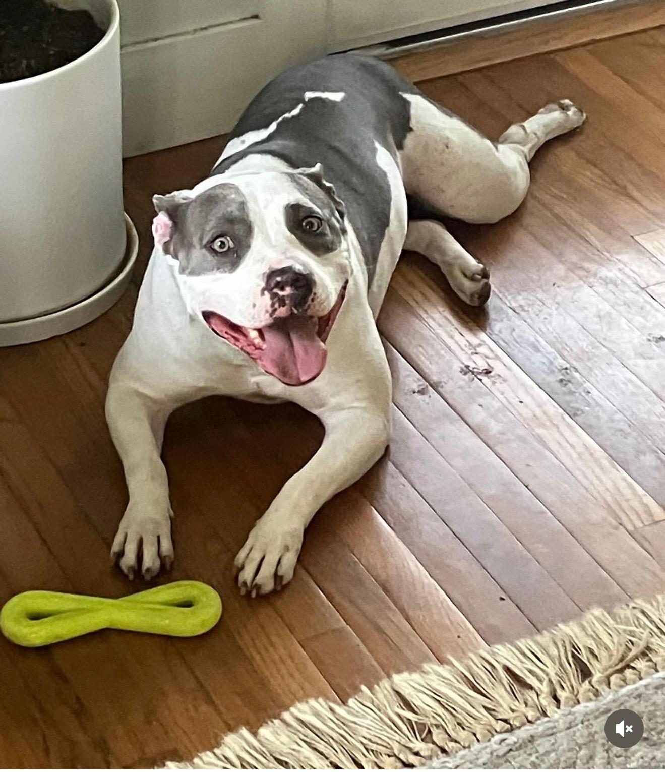 Willow, Adoptable, Adult Female Staffordshire Bull Terrier.