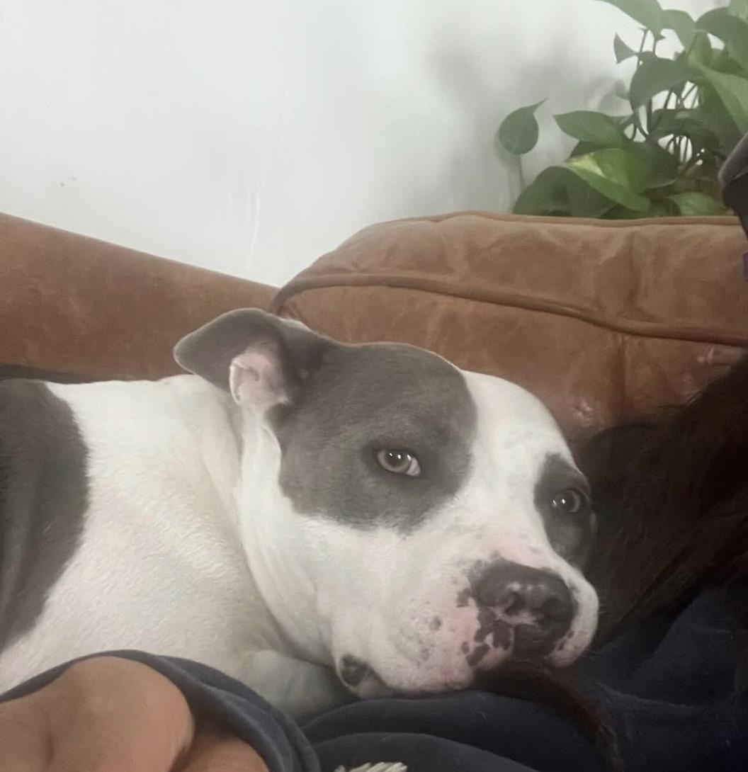 Willow, a Adoptable mixed breed in Thousand Oaks, CA image 4/4