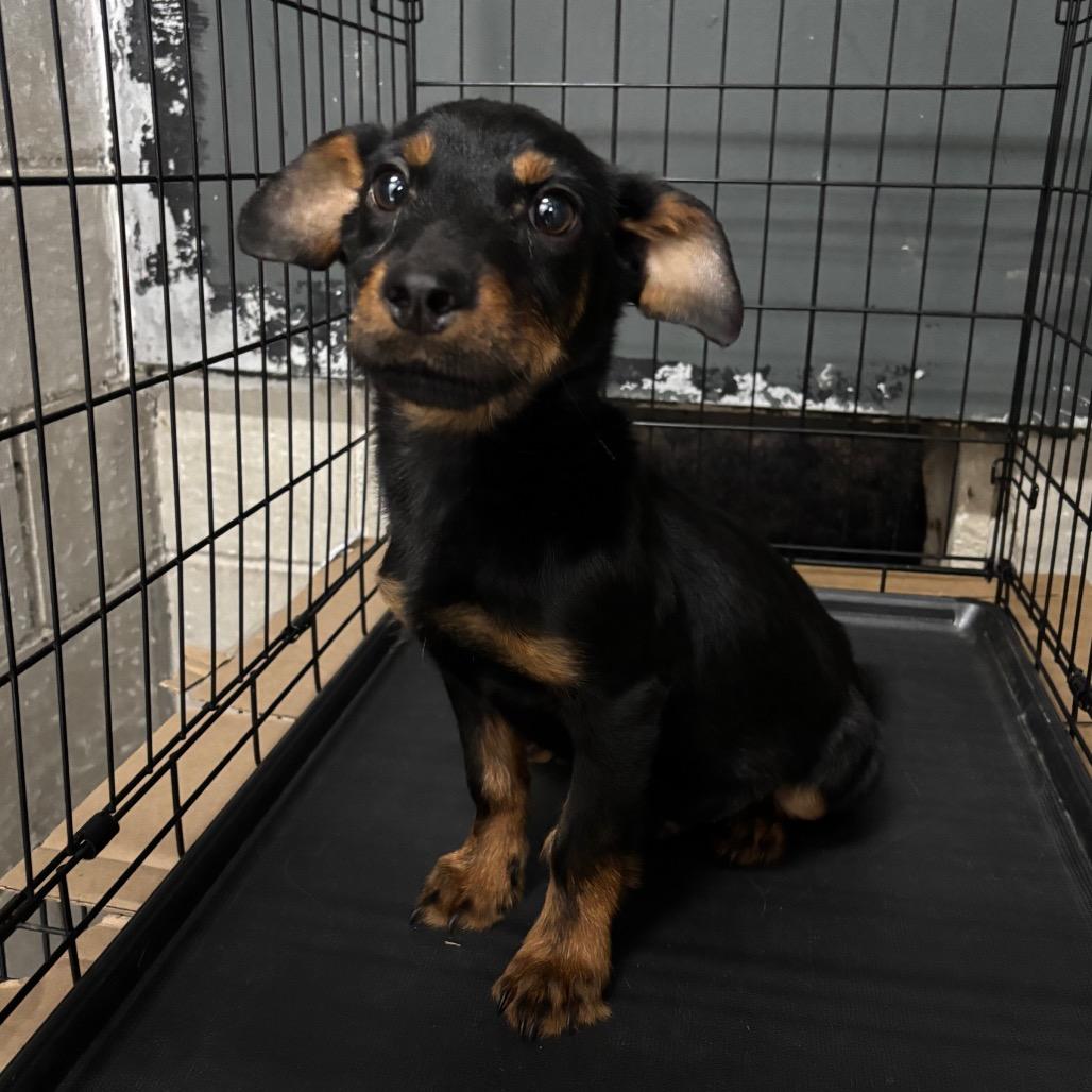 Klaus, Adoptable, Young Male Dachshund (Long Haired) & Mixed Breed.