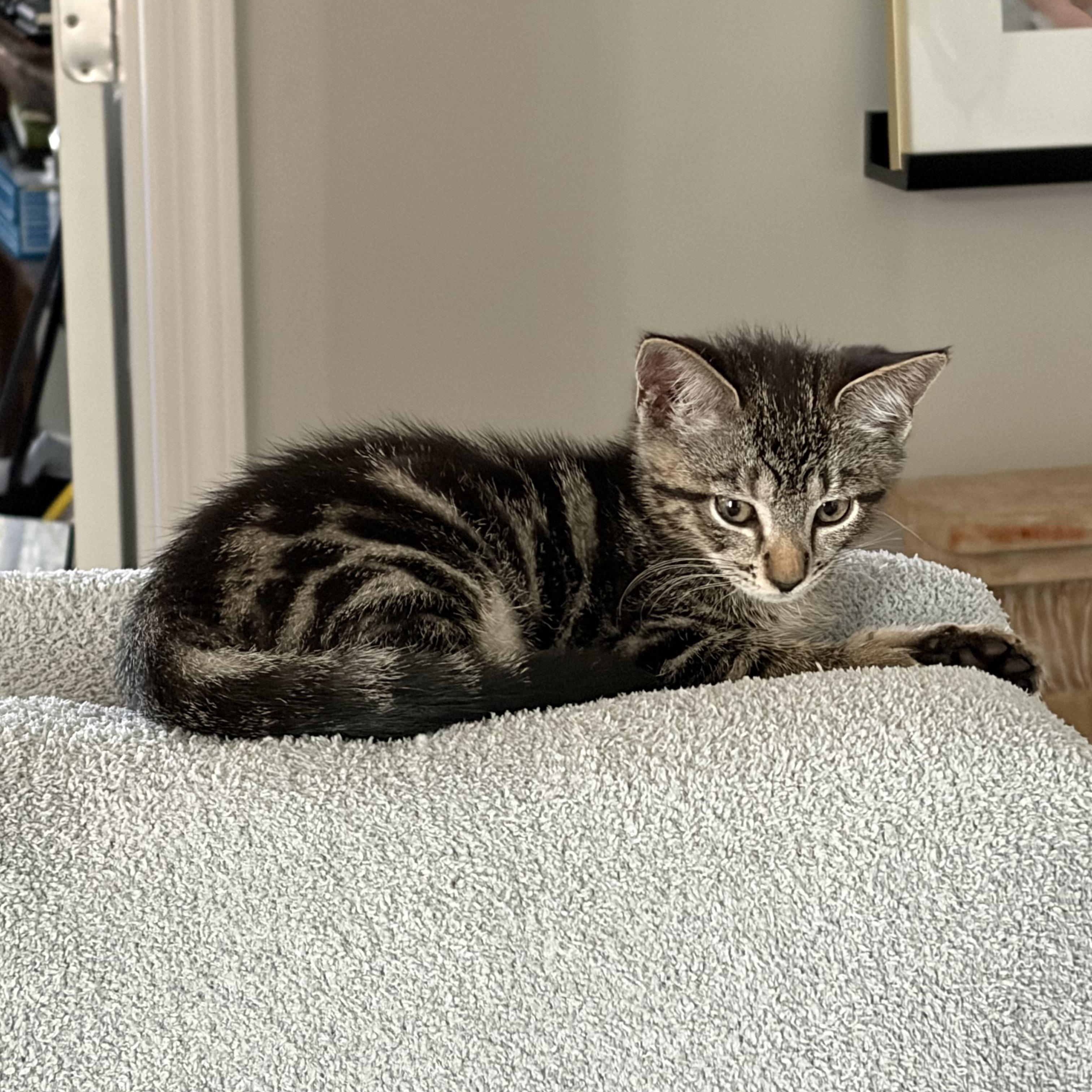 Darcy, Adoptable, Kitten Female Domestic Short Hair & American Shorthair.