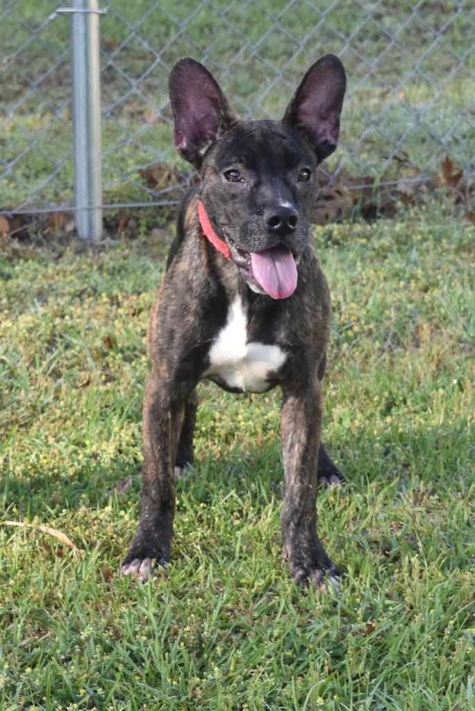 Rosie, Adoptable, Puppy Female French Bulldog & Bull Terrier.