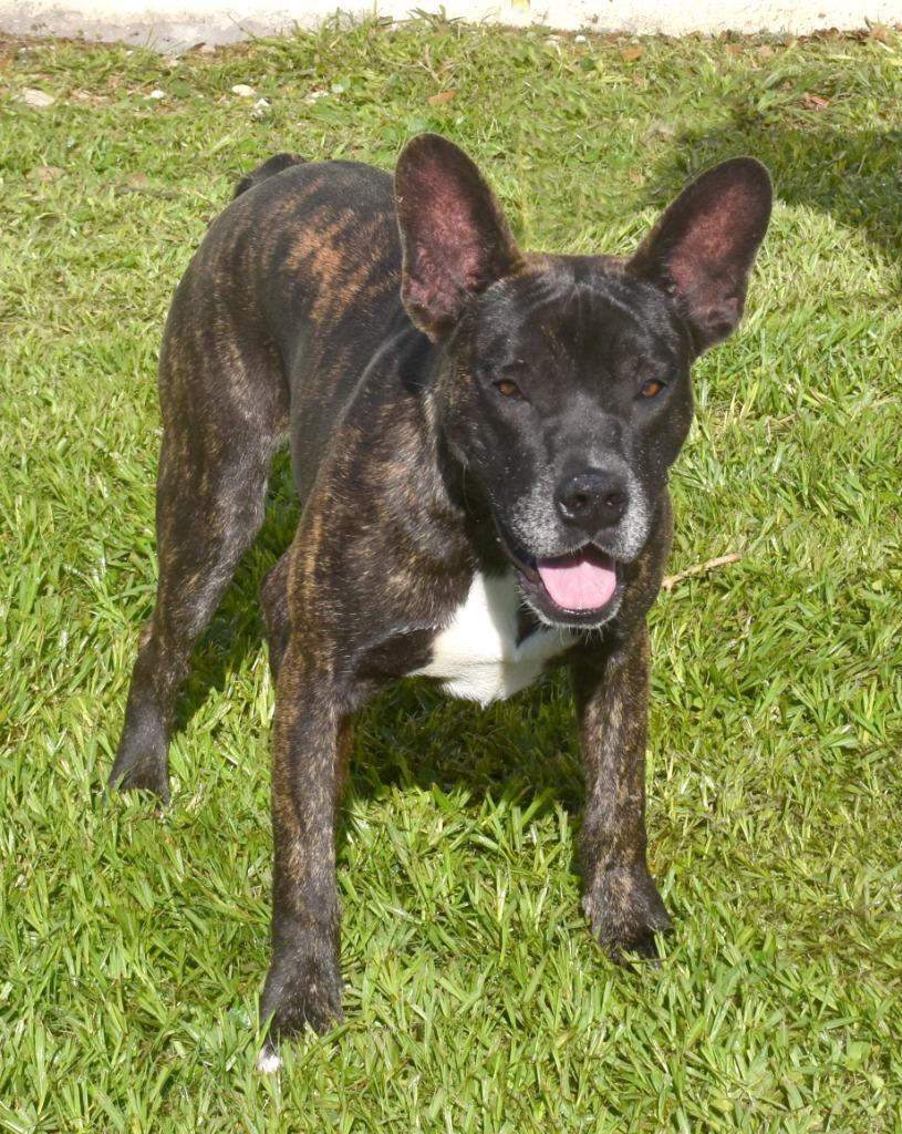 Rosie, a Adoptable mixed breed in Kingsland, GA image 2/2