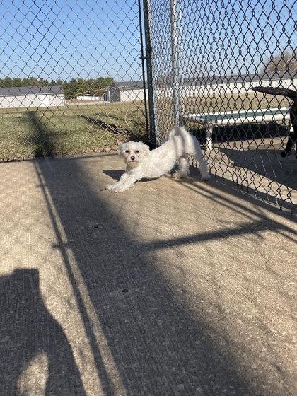 Enlarge Roux, an adopted Maltese in Dodgeville, WI image 1/1