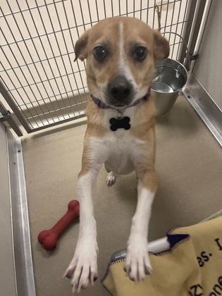 Anna, Adoptable, Puppy Female Hound & Mixed Breed.