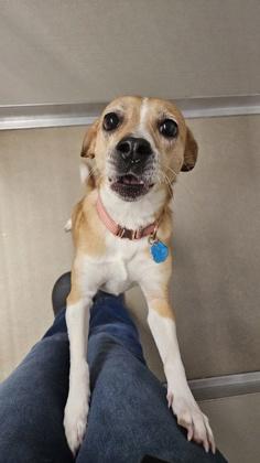 Enlarge Anna, a Adoptable mixed breed in Norfolk, VA image 2/3