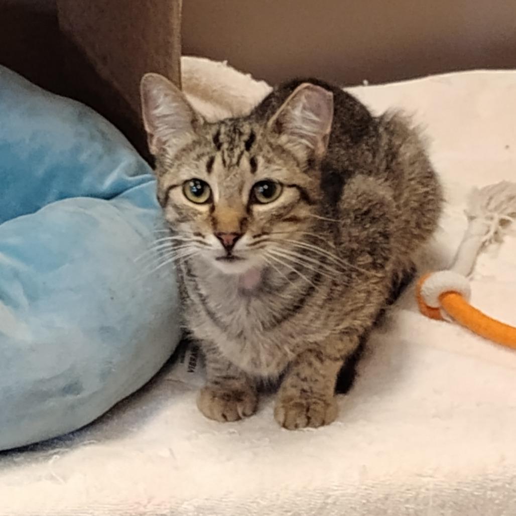 Enlarge Diana, a Adoptable Domestic Short Hair in Bristol, IN image 1/5