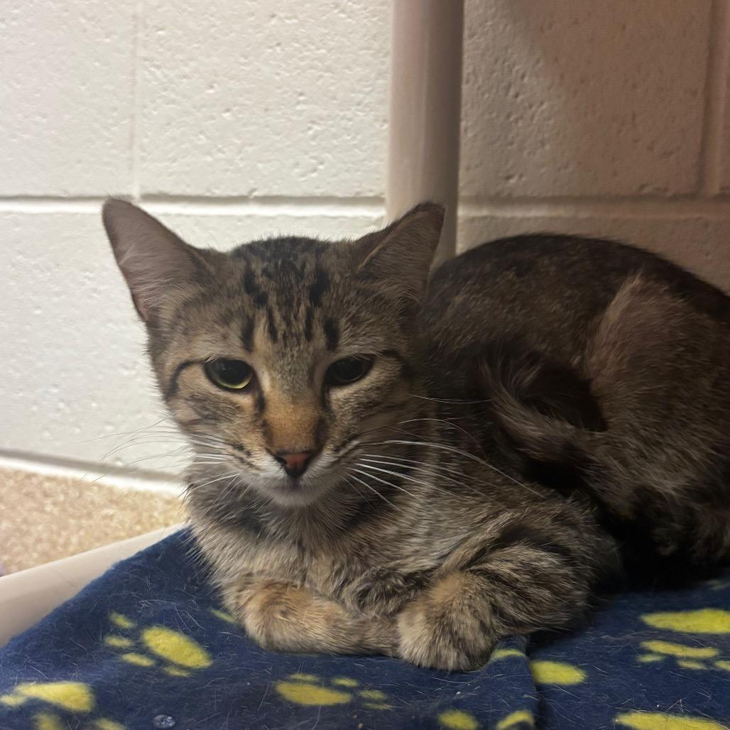 Enlarge Diana, a Adoptable Domestic Short Hair in Bristol, IN image 2/5