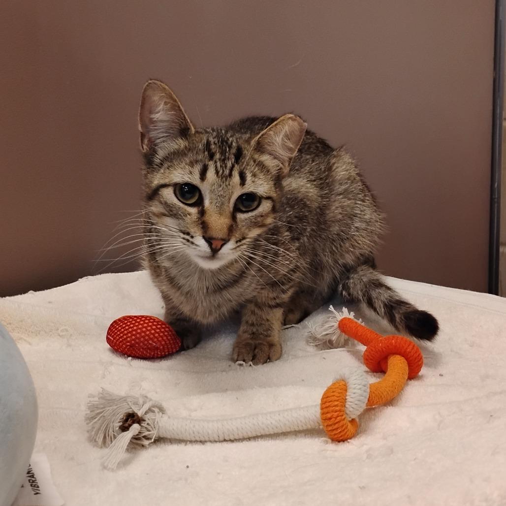 Enlarge Diana, a Adoptable Domestic Short Hair in Bristol, IN image 3/5