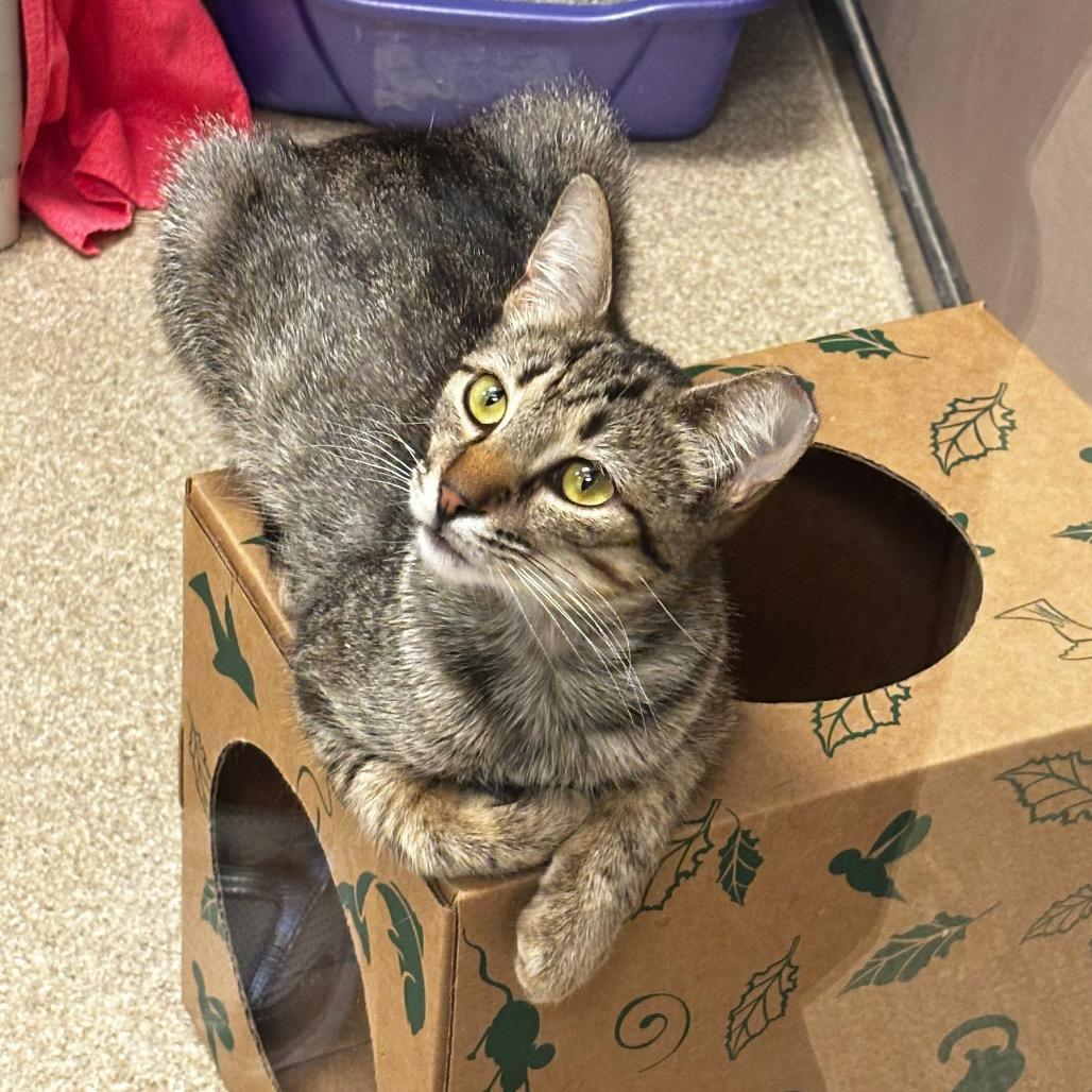 Enlarge Diana, a Adoptable Domestic Short Hair in Bristol, IN image 4/5
