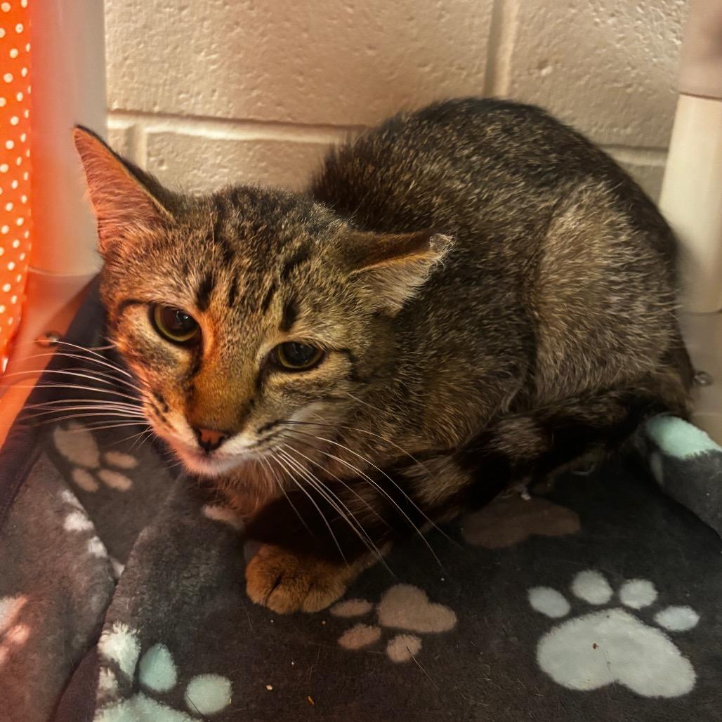 Enlarge Diana, a Adoptable Domestic Short Hair in Bristol, IN image 5/5