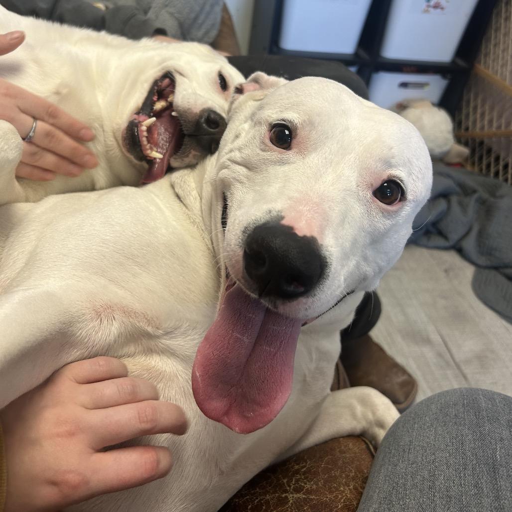 Enlarge Sally, a Adoptable mixed breed in Emporia, KS image 2/6