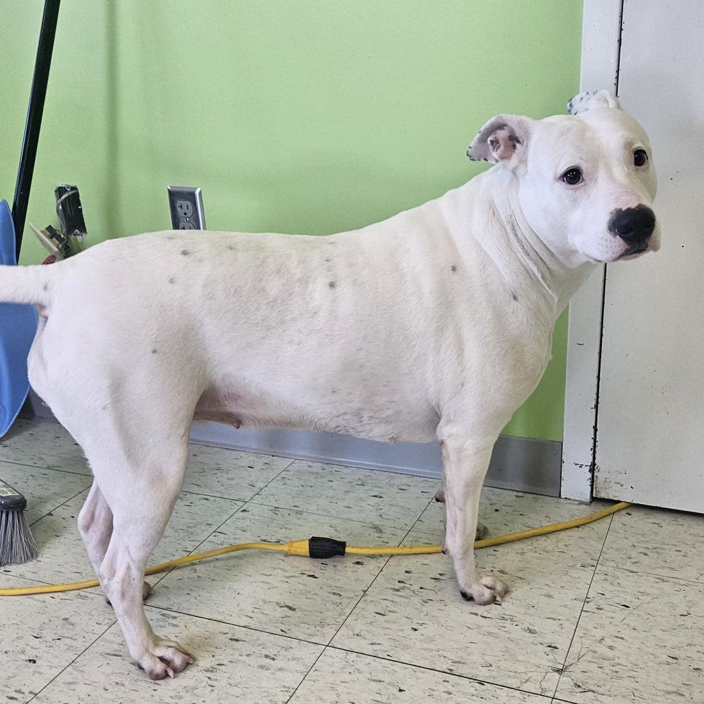 Enlarge Sally, a Adoptable mixed breed in Emporia, KS image 6/6