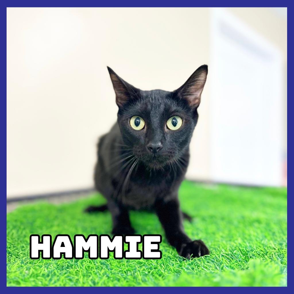 Hammie, Adoptable, Adult Male Domestic Short Hair.