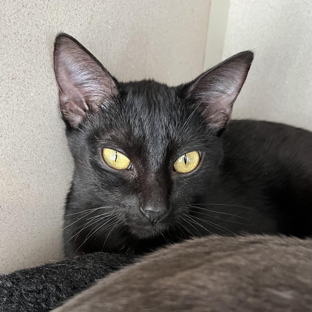 Enlarge Coraline, a Adoptable Domestic Short Hair in Calverton, NY image 1/3