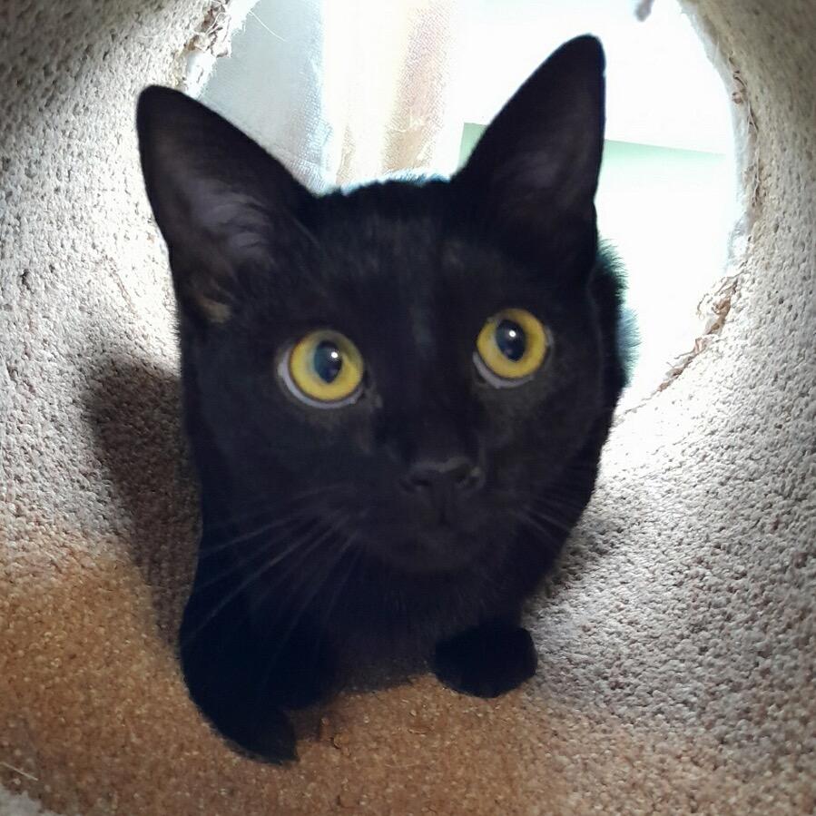 Enlarge Coraline, a Adoptable Domestic Short Hair in Calverton, NY image 2/3