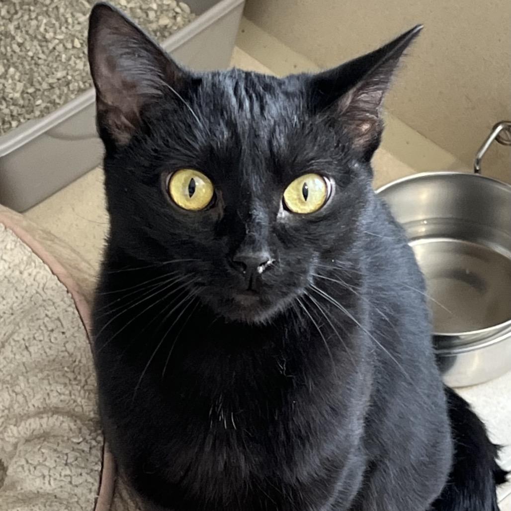 Enlarge Coraline, a Adoptable Domestic Short Hair in Calverton, NY image 3/3