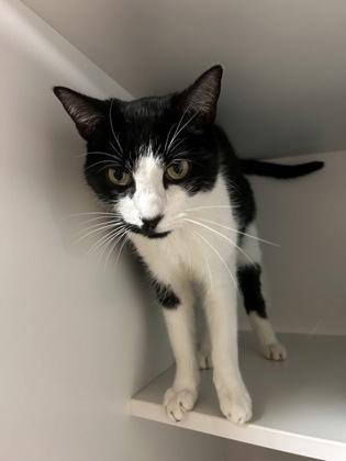 Smiley, Adoptable, Adult Male Domestic Short Hair & Domestic Short Hair.