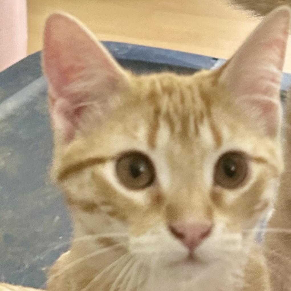 Enlarge Big Boy, a Adoptable Domestic Short Hair in Tupelo, MS image 1/1