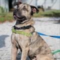 Hickory, Adult Male Mixed Breed