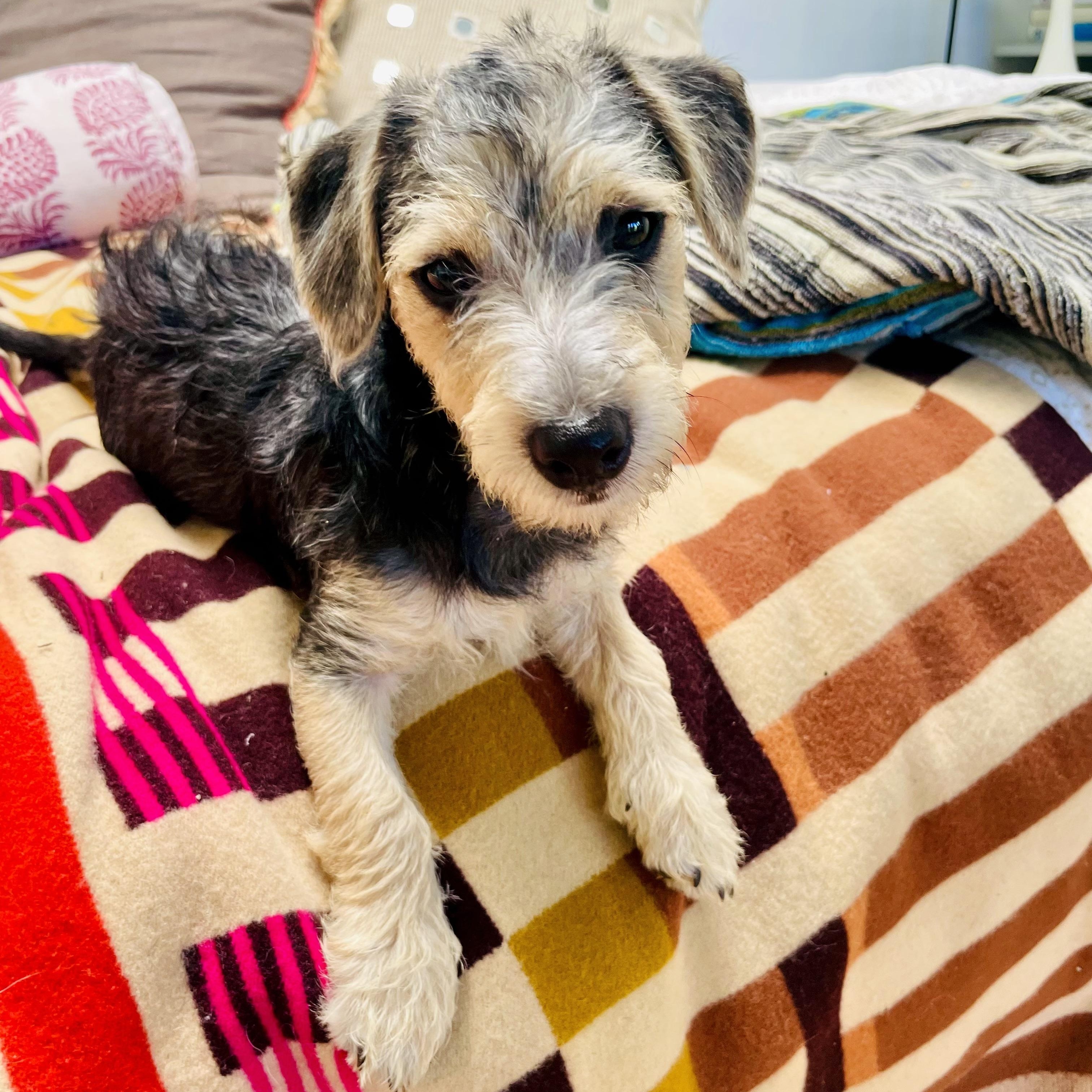 Enlarge Ted Lasso, an adopted mixed breed in Santa Monica, CA image 2/6