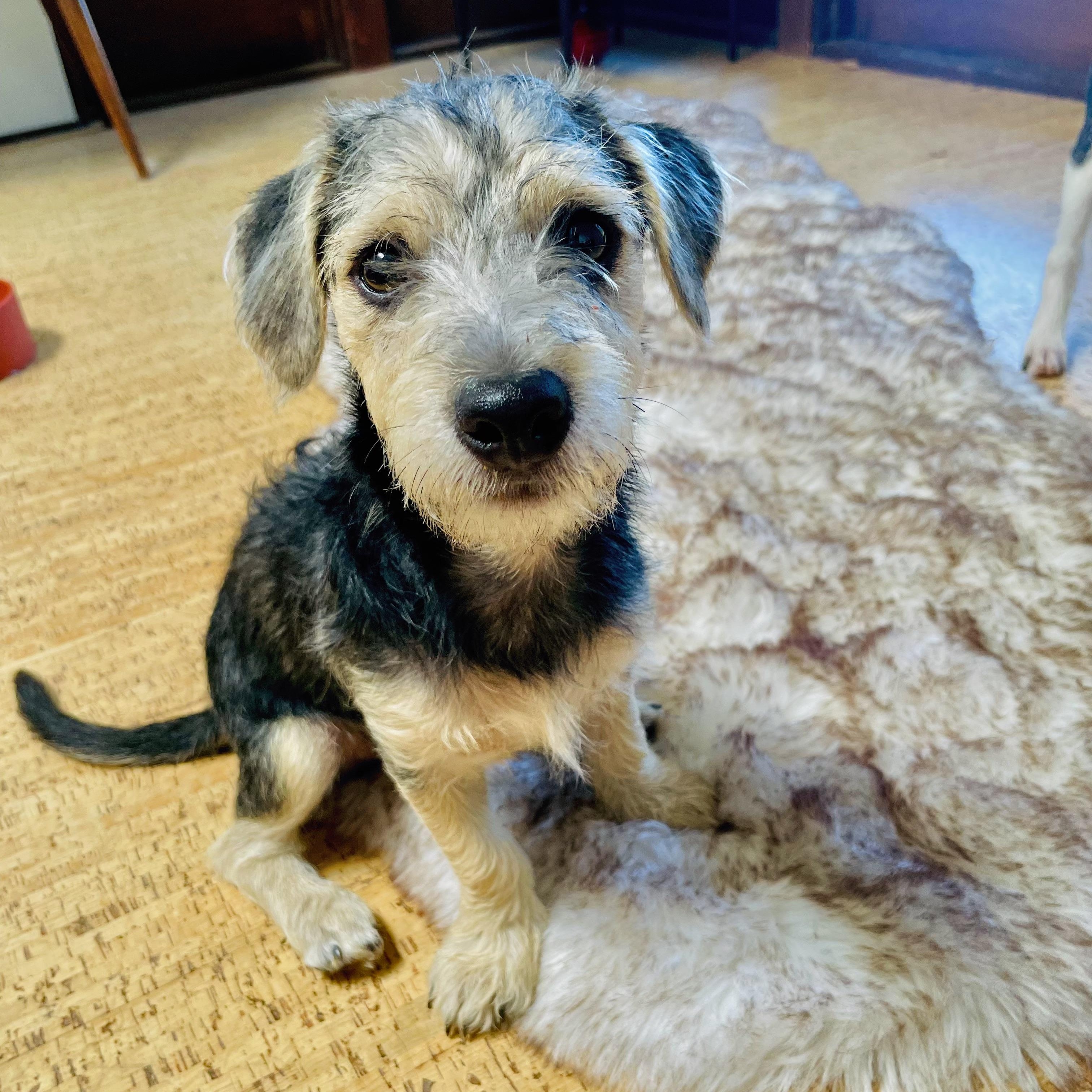 Ted Lasso, adopted, Young Male Schnauzer & Poodle.