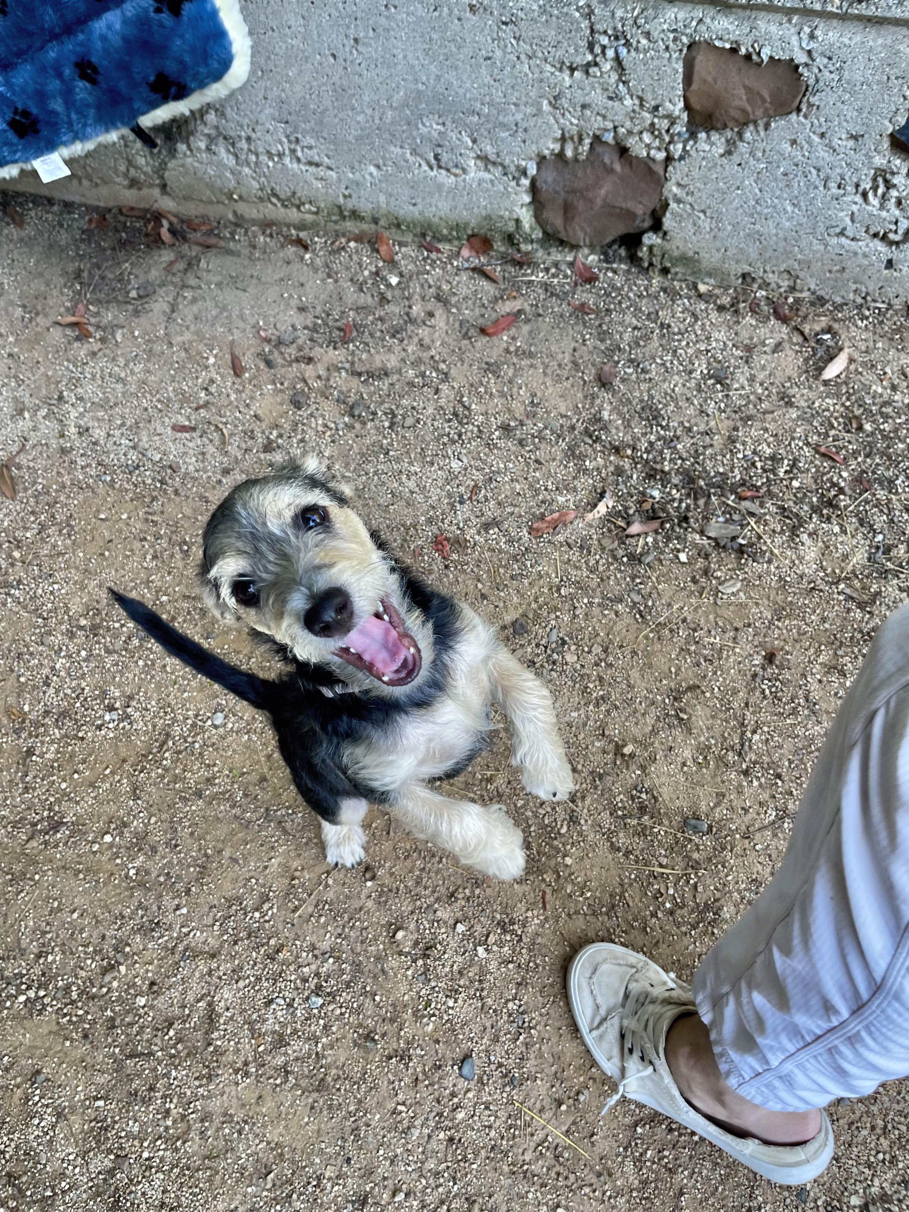 Enlarge Ted Lasso, an adopted mixed breed in Santa Monica, CA image 6/6