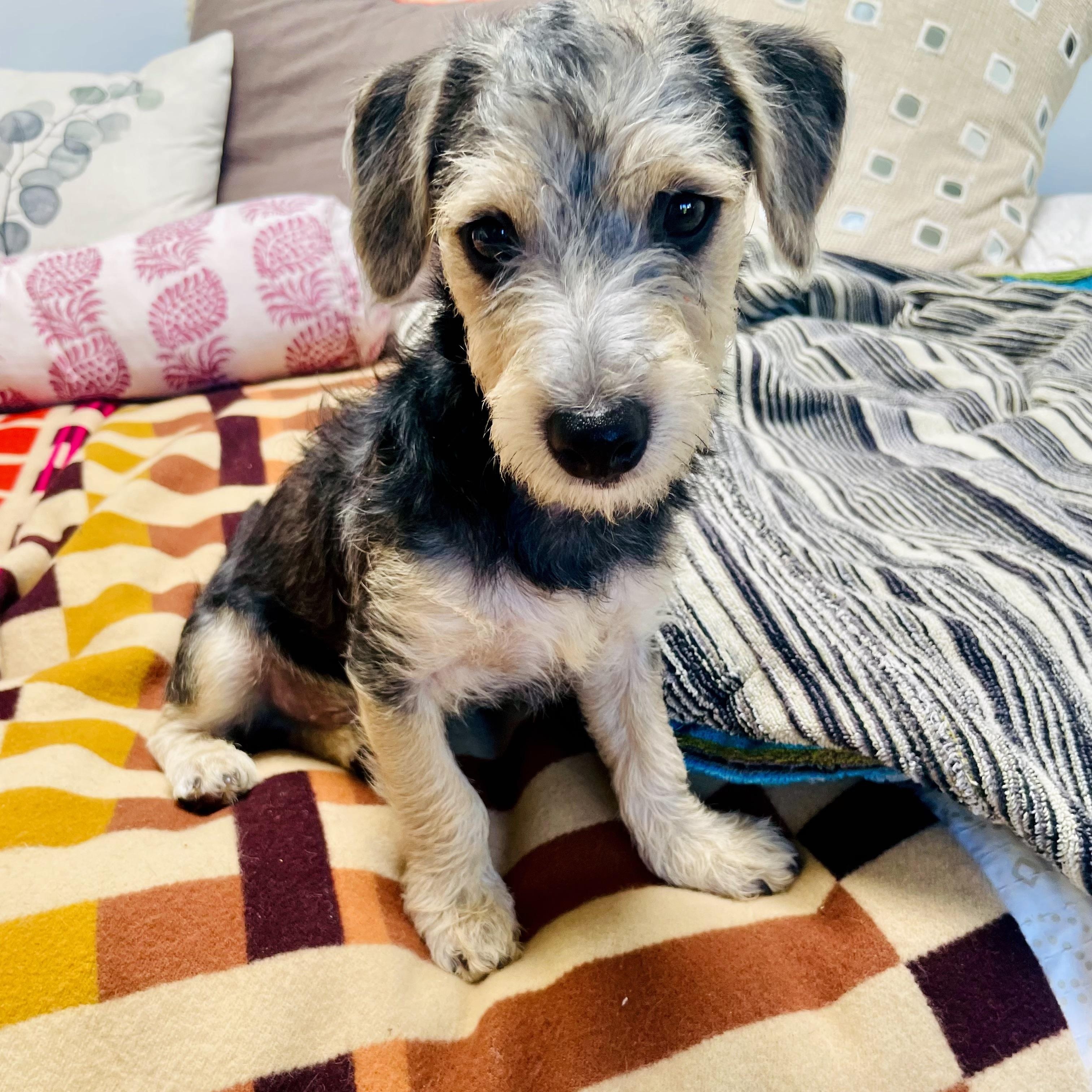 Enlarge Ted Lasso, an adopted mixed breed in Santa Monica, CA image 4/6