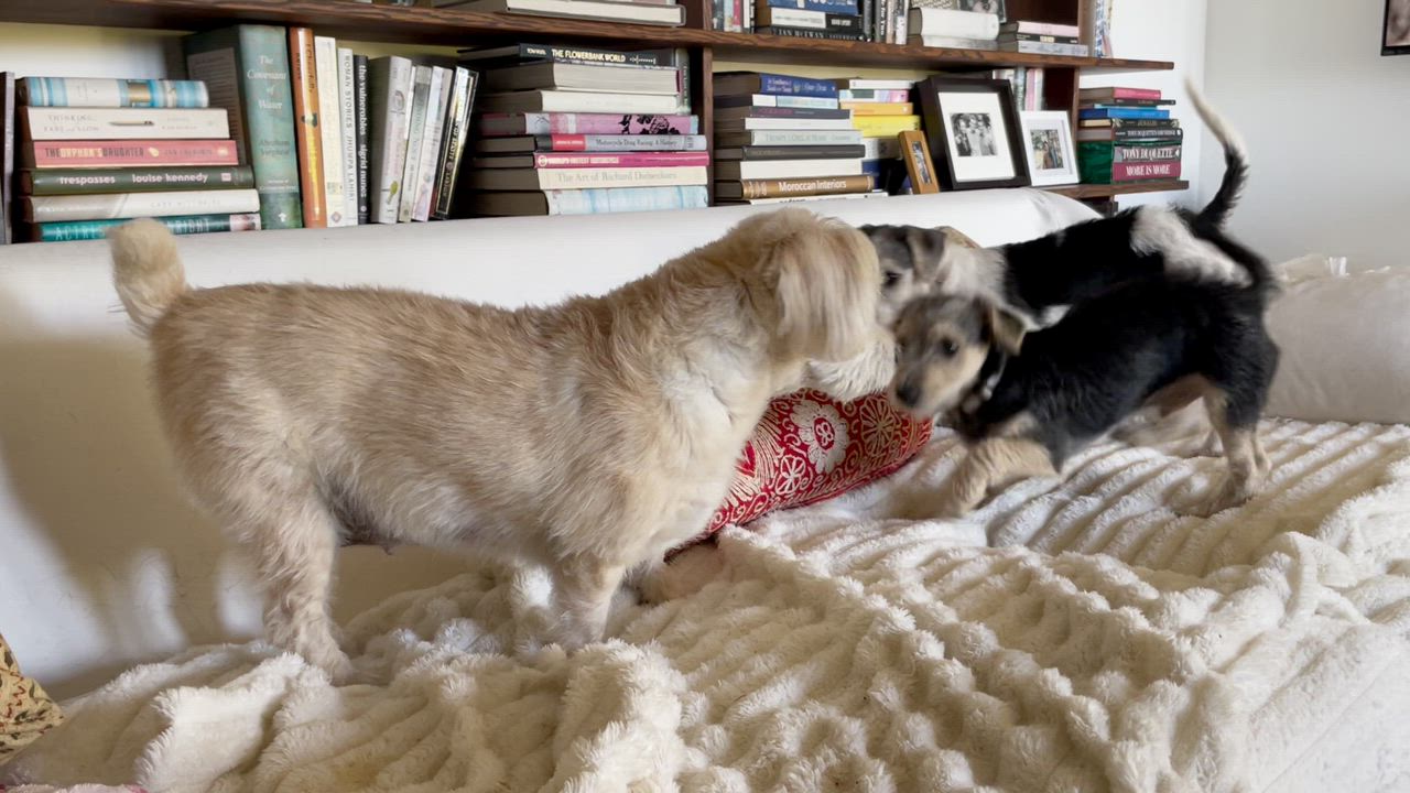 Enlarge Ted Lasso, an adopted mixed breed in Santa Monica, CA video 5/6
