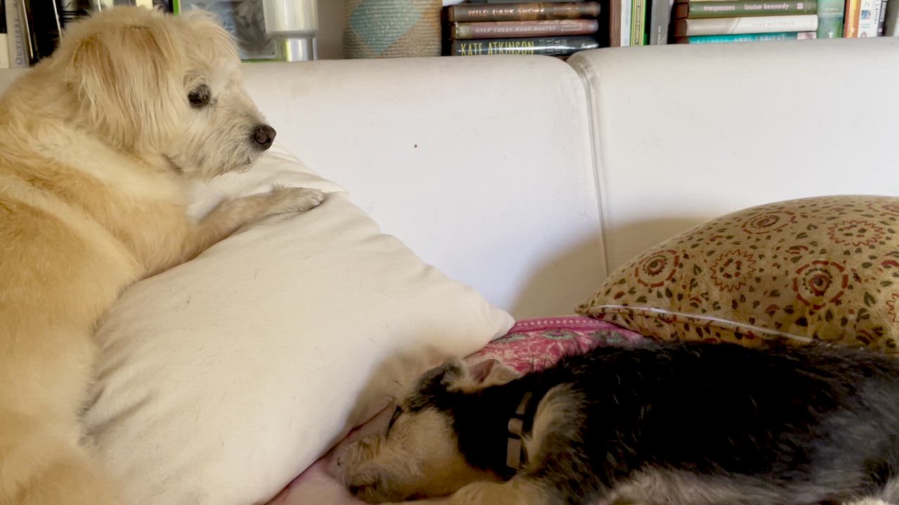 Enlarge Ted Lasso, an adopted mixed breed in Santa Monica, CA video 3/6