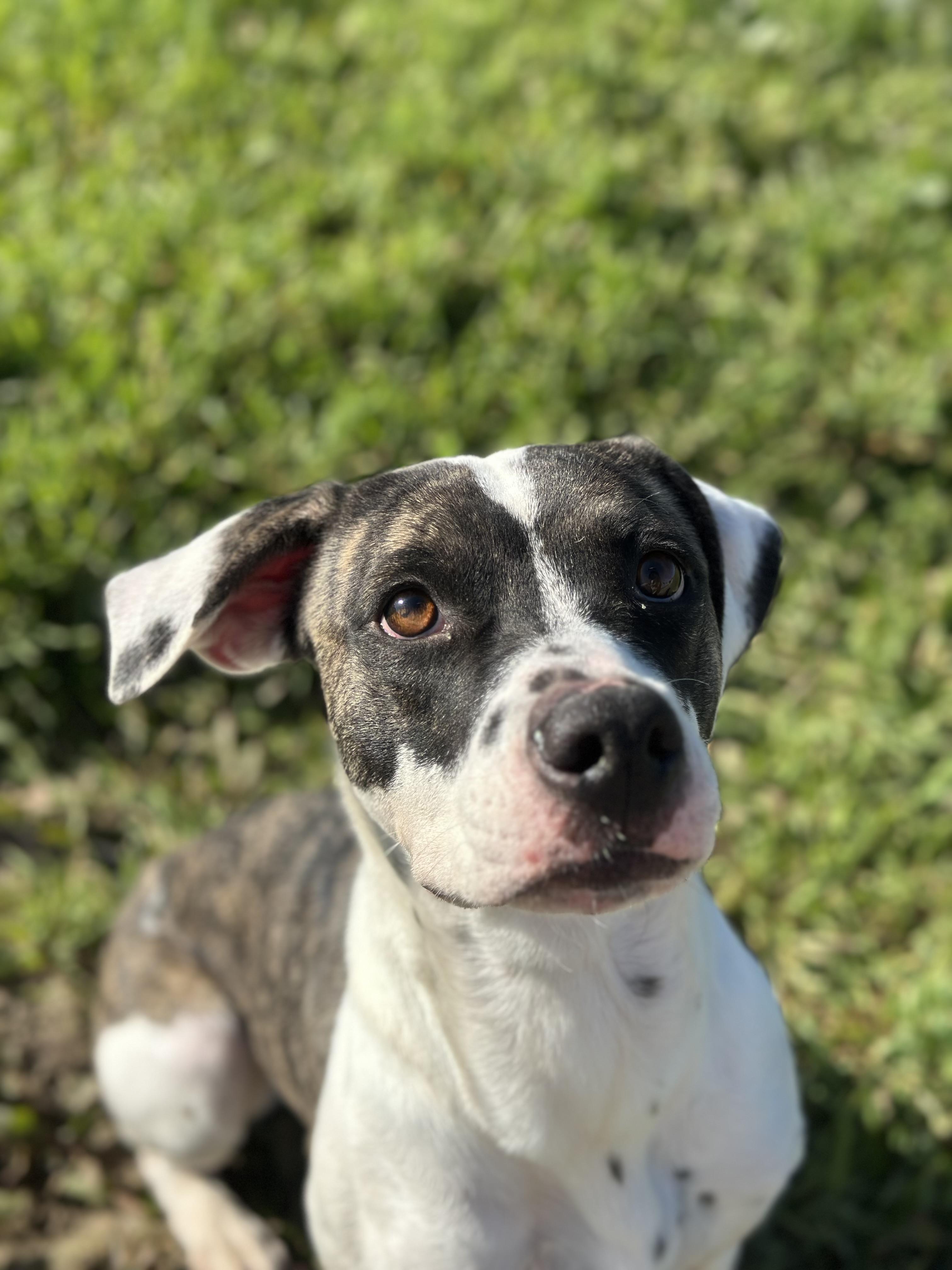 Enlarge Sweet Tea, a ADOPTABLE mixed breed in Winchester, CA image 1/4